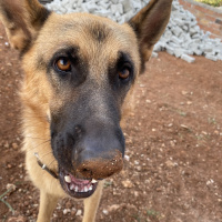 Alman Çoban Köpeği, Köpek  Badi fotoğrafı