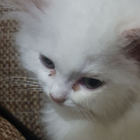 Chinchilla, Kedi  Boncuk fotoğrafı