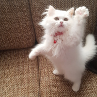 Chinchilla, Kedi  Boncuk fotoğrafı