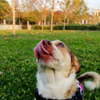 Jack Russell Terrier, Köpek  Berduş fotoğrafı