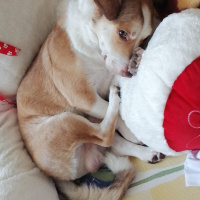 Jack Russell Terrier, Köpek  Berduş fotoğrafı