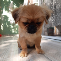 Pekingese, Köpek  Karamel fotoğrafı