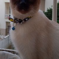 Siyam Kedisi, Kedi  Hera fotoğrafı