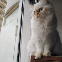 İran Kedisi (Persian), Kedi  Şeker fotoğrafı