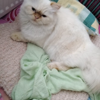 İran Kedisi (Persian), Kedi  Şeker fotoğrafı