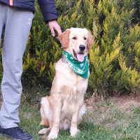 Golden Retriever, Köpek  Pablo fotoğrafı