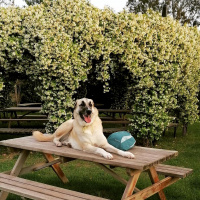 Sokö (Sokak Köpeği), Köpek  Kapari fotoğrafı