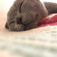 Scottish Fold, Kedi  Gölge fotoğrafı