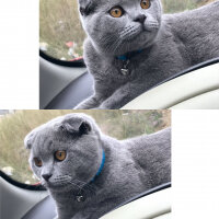 Scottish Fold, Kedi  Gölge fotoğrafı