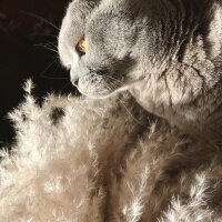 Scottish Fold, Kedi  Gölge fotoğrafı