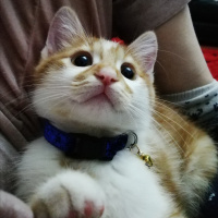Sarman, Kedi  Peluş fotoğrafı