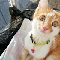 Sarman, Kedi  Peluş fotoğrafı