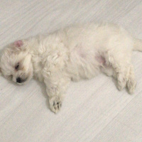Maltese, Köpek  Leo fotoğrafı