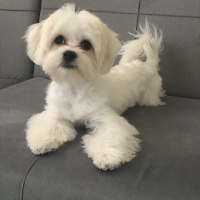 Maltese, Köpek  Leo fotoğrafı