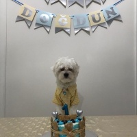 Maltese, Köpek  Leo fotoğrafı