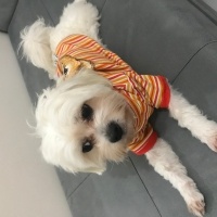 Maltese, Köpek  Leo fotoğrafı