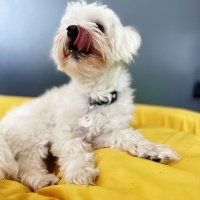 Maltese, Köpek  Leo fotoğrafı