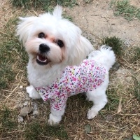 Maltese, Köpek  Leo fotoğrafı