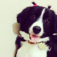 Border Collie, Köpek  Ruby fotoğrafı