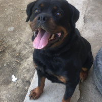 Rottweiler, Köpek  Pera fotoğrafı
