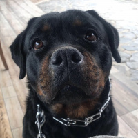 Rottweiler, Köpek  Pera fotoğrafı