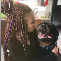 Rottweiler, Köpek  Pera fotoğrafı