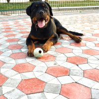 Rottweiler, Köpek  Pera fotoğrafı