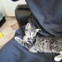 Tekir Kedi, Kedi  Bomonti fotoğrafı