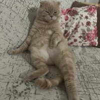 Scottish Fold, Kedi  PONÇİK fotoğrafı