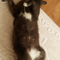 Chartreux, Kedi  Getto fotoğrafı