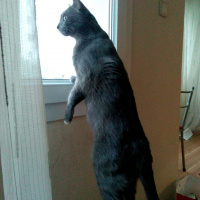 Chartreux, Kedi  Getto fotoğrafı