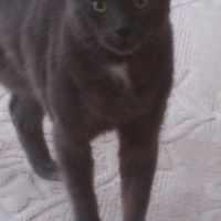 Chartreux, Kedi  Getto fotoğrafı