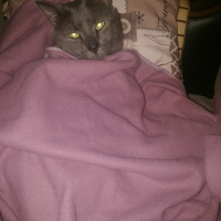 Chartreux, Kedi  Getto fotoğrafı