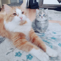 Chinchilla, Kedi  Bulut fotoğrafı