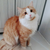 Chinchilla, Kedi  Bulut fotoğrafı