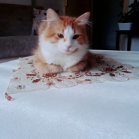 Chinchilla, Kedi  Bulut fotoğrafı