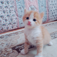 Chinchilla, Kedi  Bulut fotoğrafı