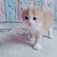 Chinchilla, Kedi  Bulut fotoğrafı