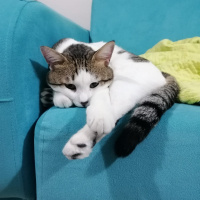 Tekir Kedi, Kedi  Cingöz fotoğrafı