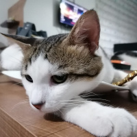 Tekir Kedi, Kedi  Cingöz fotoğrafı