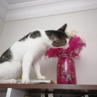 Tekir Kedi, Kedi  Cingöz fotoğrafı