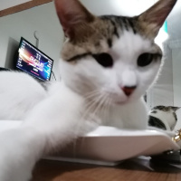 Tekir Kedi, Kedi  Cingöz fotoğrafı