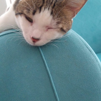 Tekir Kedi, Kedi  Cingöz fotoğrafı
