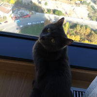 Mavi Rus, Kedi  Misket fotoğrafı