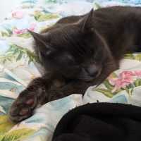 Mavi Rus, Kedi  Misket fotoğrafı
