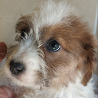 Maltese, Köpek  Şimdilik yok fotoğrafı