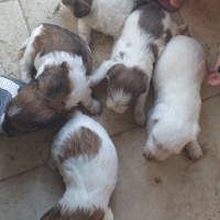 Maltese, Köpek  Şimdilik yok fotoğrafı