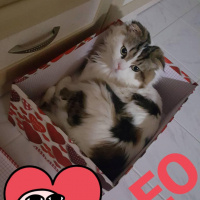 Scottish Fold, Kedi  LEO fotoğrafı