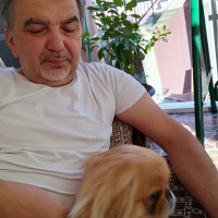 Pekingese, Köpek  HERKÜL fotoğrafı