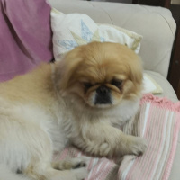 Pekingese, Köpek  HERKÜL fotoğrafı